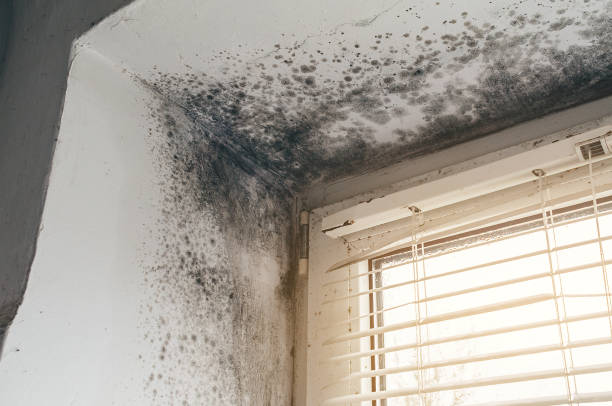 Affordable Mold Removal solutions in Withams, VA